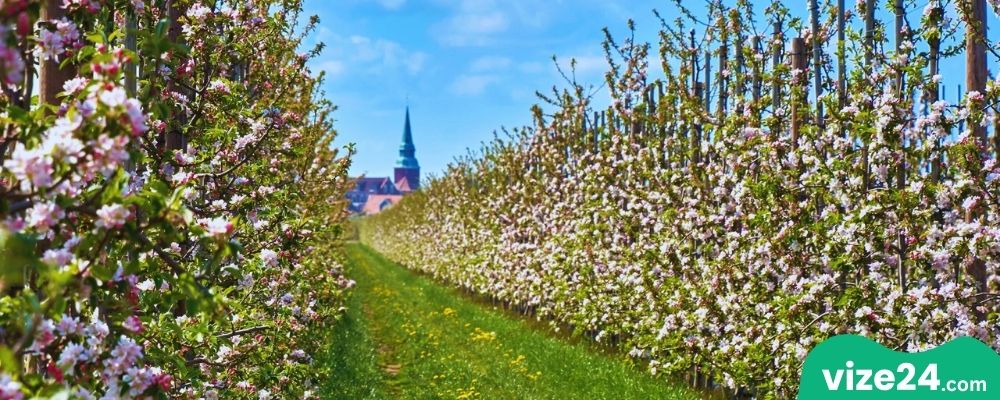 Altes Land elma bahçeleri Hamburg yakınları