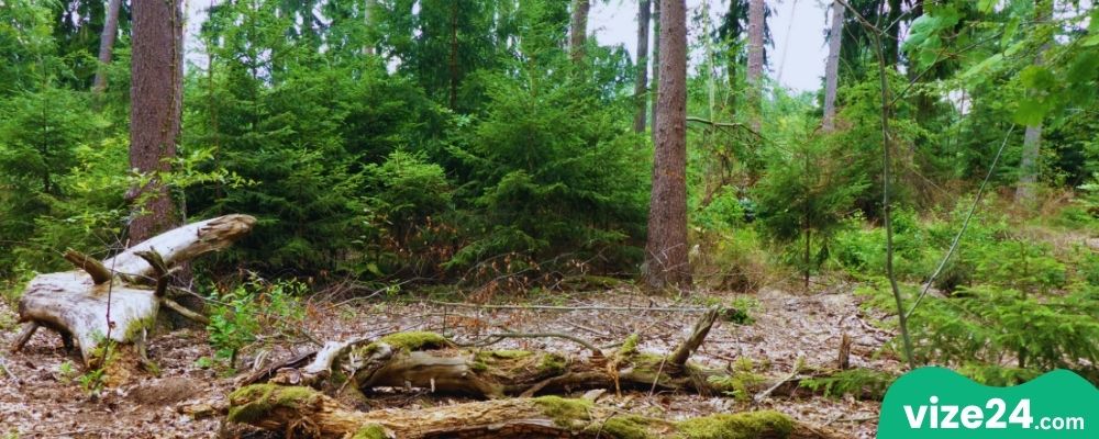 Hardtwald Karlsruhe ormanı doğa yürüyüş parkurları ve sonbahar manzarası