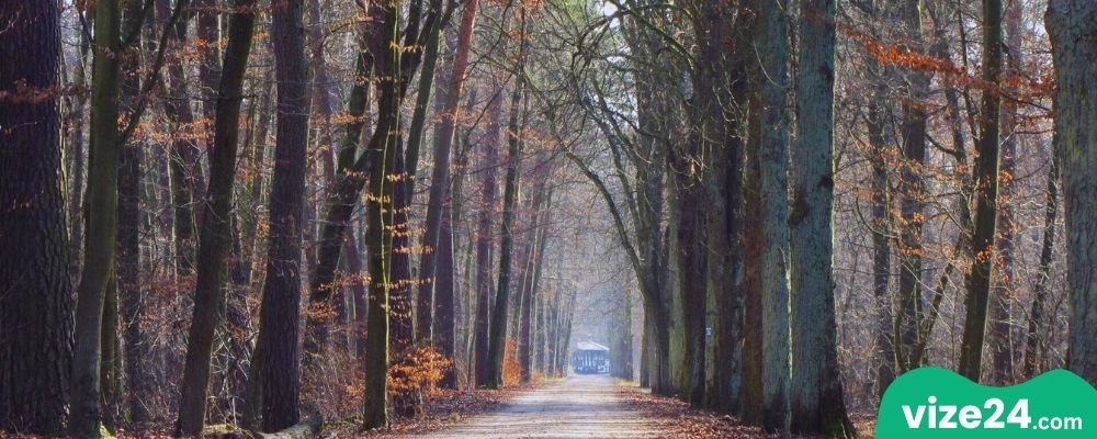 Kaefertaler Wald Mannheim orman yürüyüş parkuru ve doğa manzarası