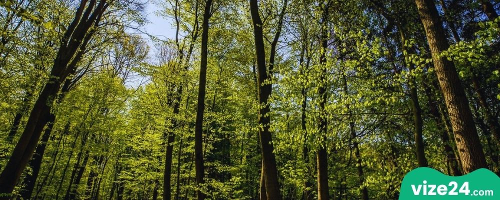 Niendorfer Gehege orman yürüyüş Hamburg