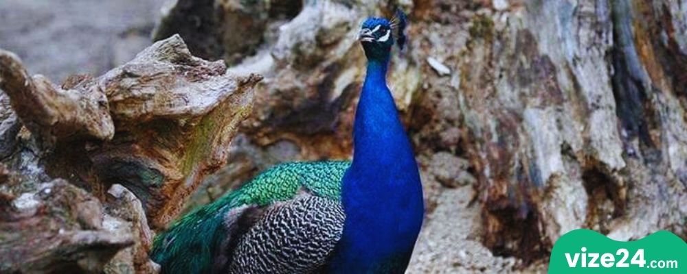 Tiergarten Ulm hayvanat bahçesi ve akvaryum alanı