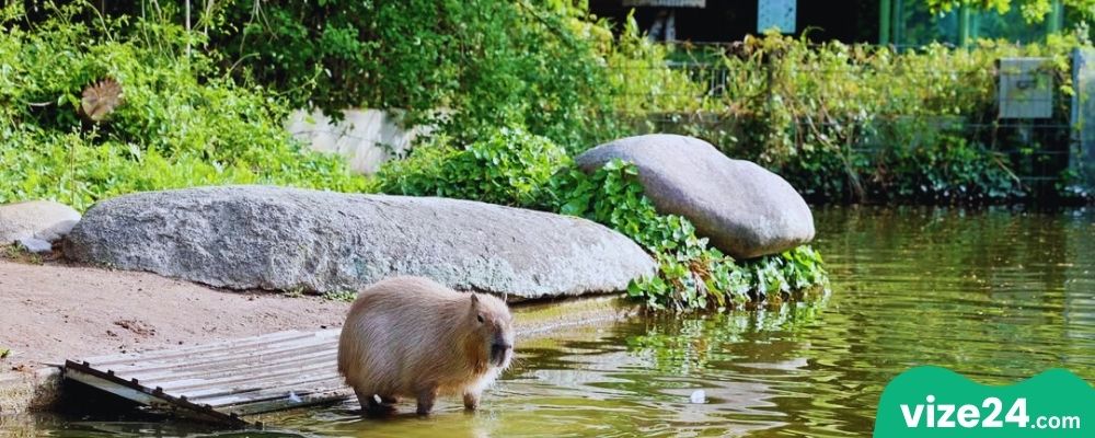 Zoologischer Stadtgarten Karlsruhe hayvanat bahçesi ve gölet manzarası